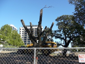 Street Tree with crown removed.